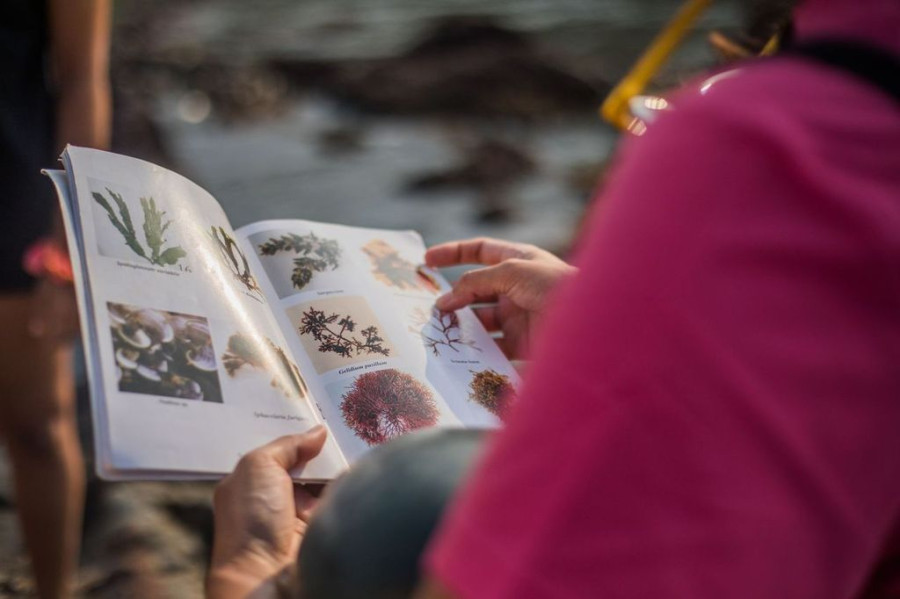 Seaweed Tidepool Walk - Exploring the Seaweed Forests of Dona Paula