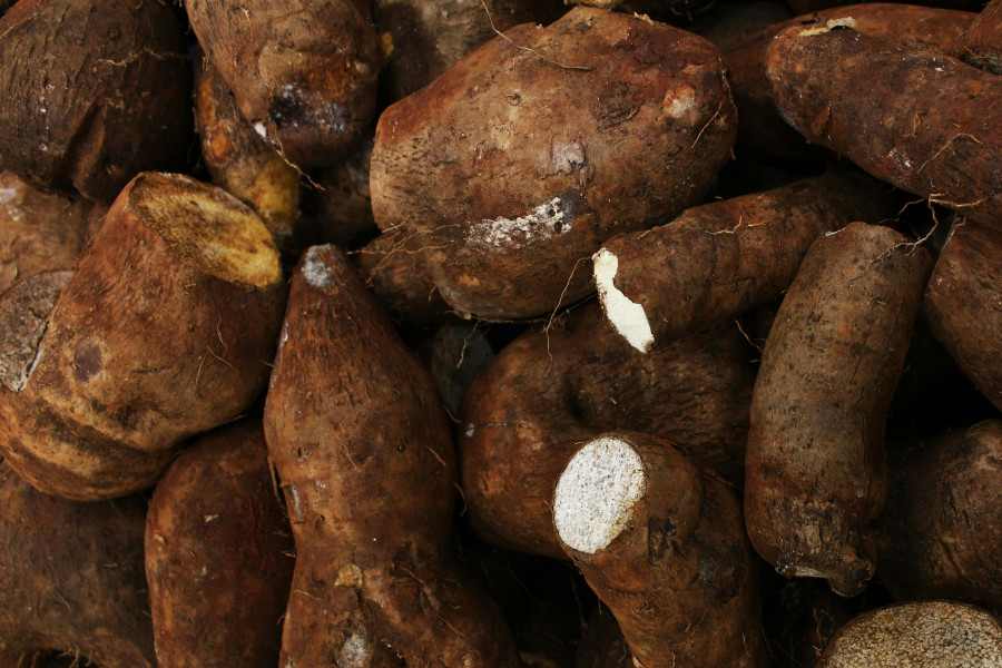 Where Roots Speak: Tubers and What They Can Teach Us