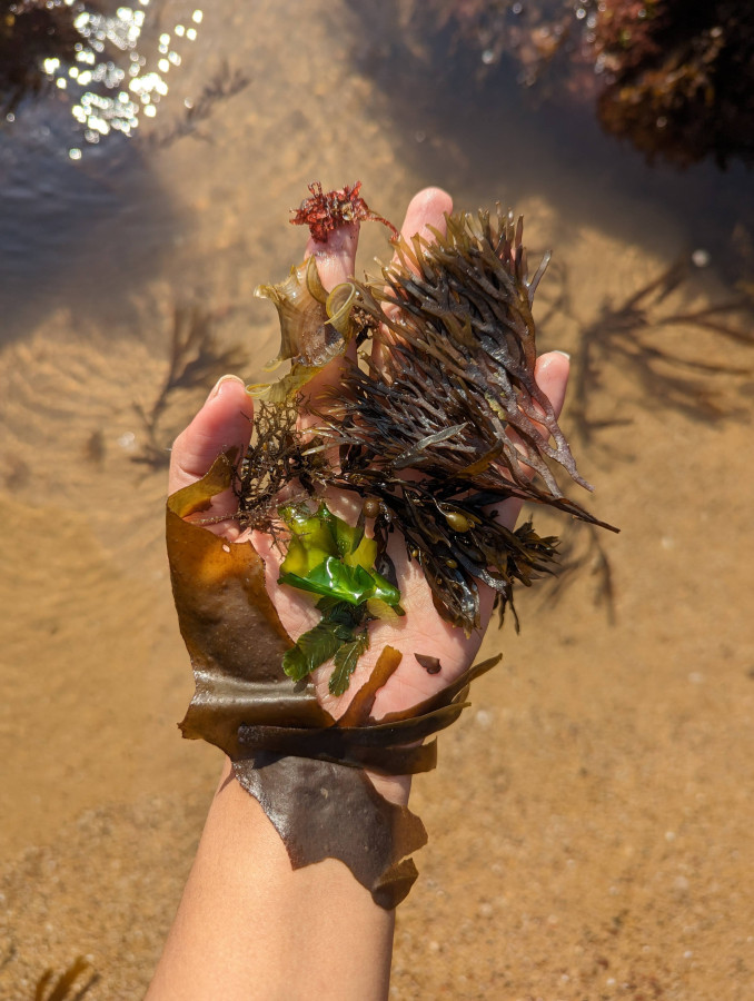 Eating Seaweed