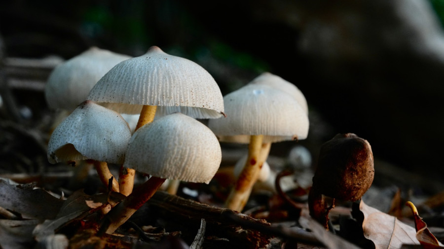 Mushrooms of Goa: Knowing and Growing